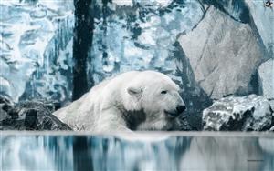 Polar Bears